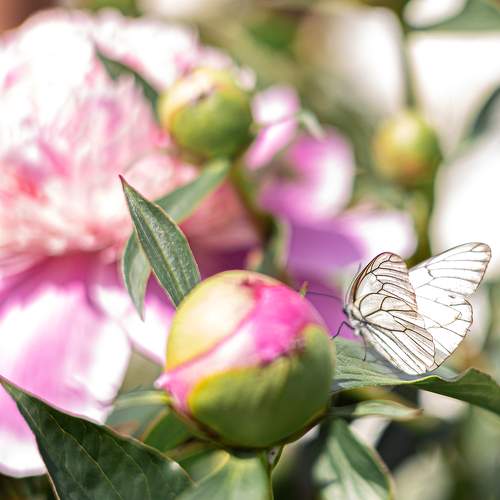 Photo #10927440