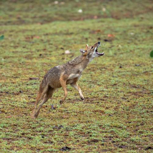 Golden Jackal vs winged termites