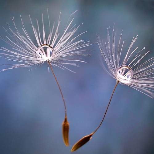 Dandelion