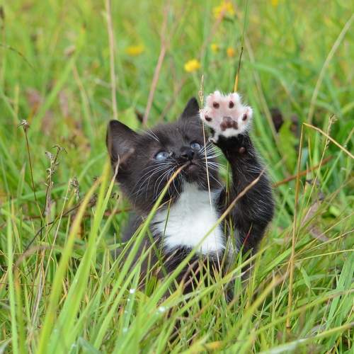 Photo #10928690