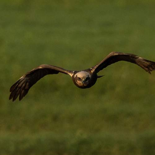 Photo #10930191