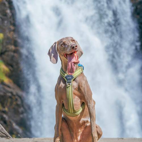 Photo #10930849