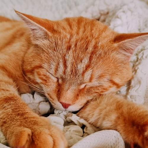 Photo #10931296