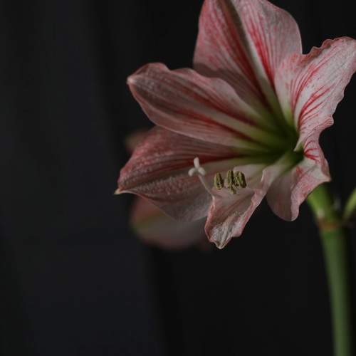 Photo #10931576