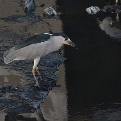 Imagem do natural em extinção