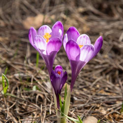 Photo #10932311