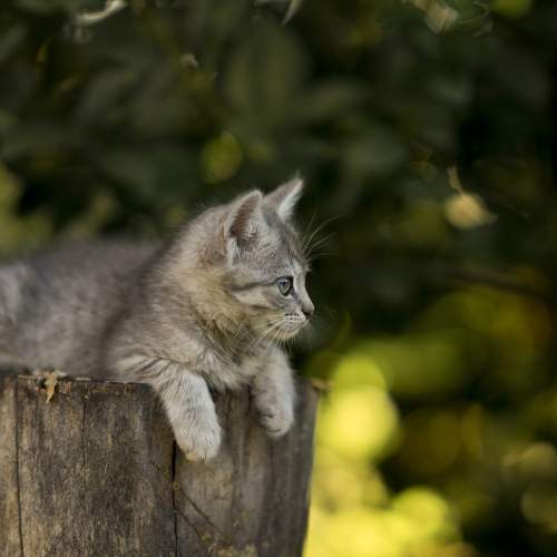 Photo #10932341