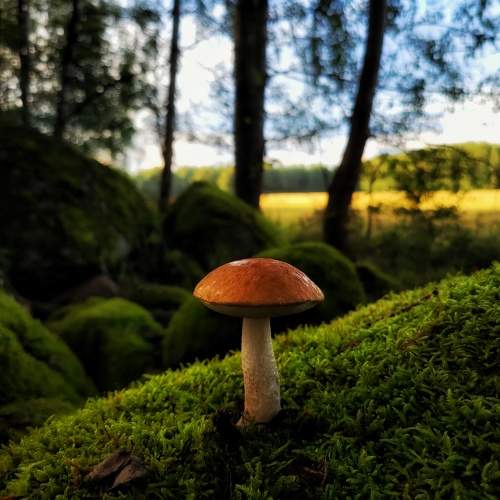 Photo #10932610