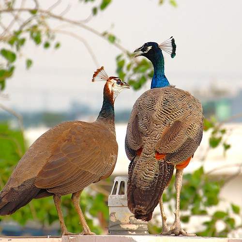 Peacock Birds