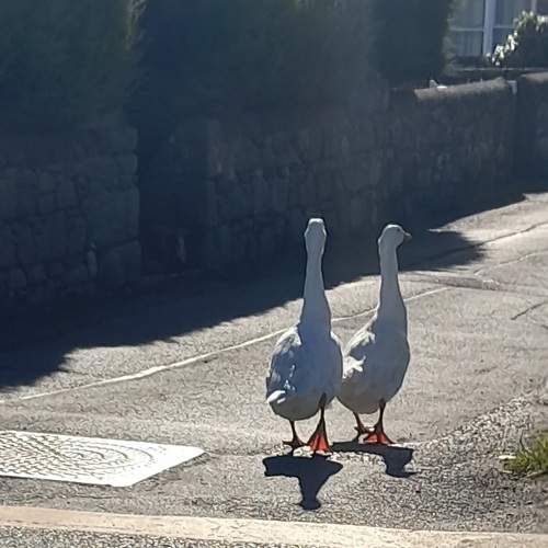 Walking on the street