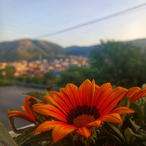 Photo #10935536