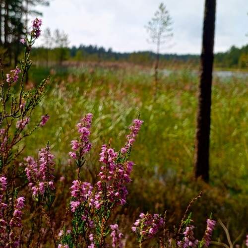 Photo #10935588