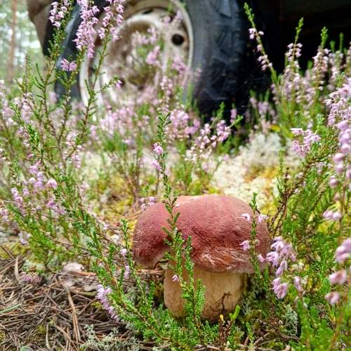 Photo #10935602