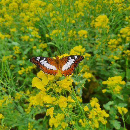 Photo #10936171
