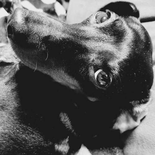 Photo #10937234