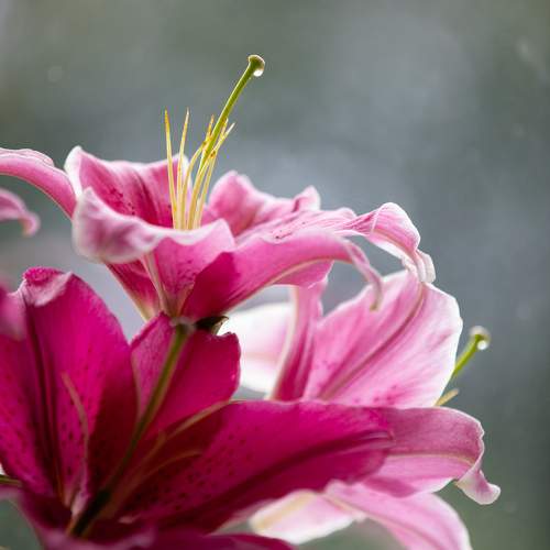 Photo #10937595