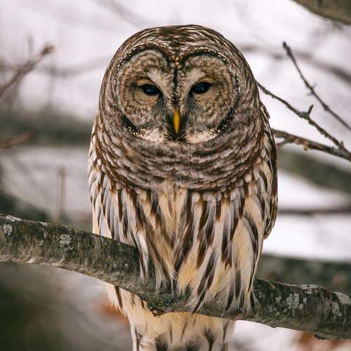 Winter Wildlife