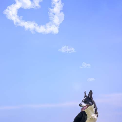 Photo #10938796