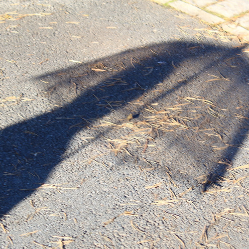 Photo #10939697