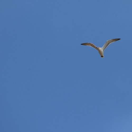 Photo #10940566