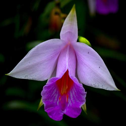 Photo #10941698