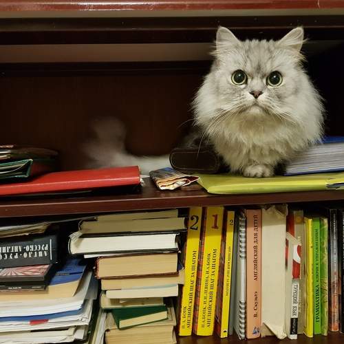 Photo #10942413
