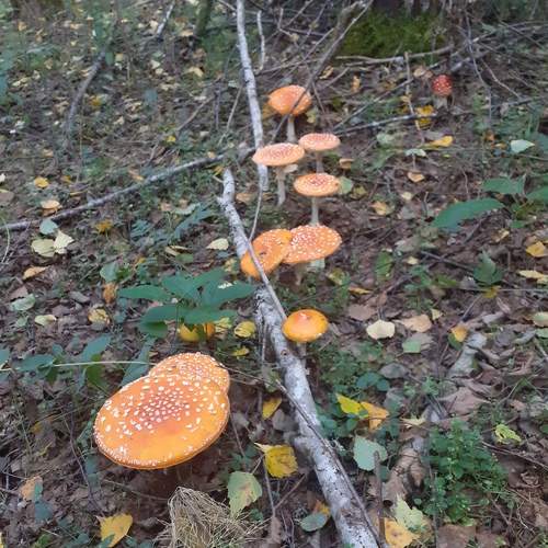 Photo #10943110