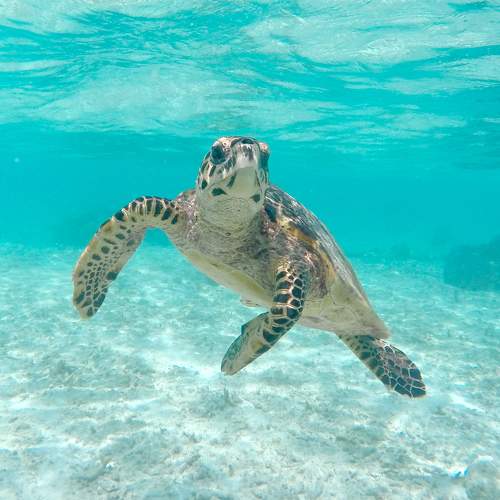 Photo #10944960
