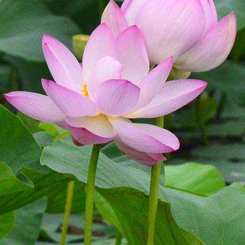 Photo #10945090