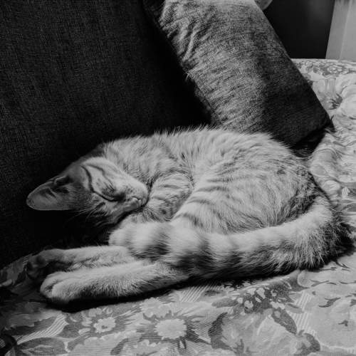 Gatito durmiendo (sleeping kitten)
