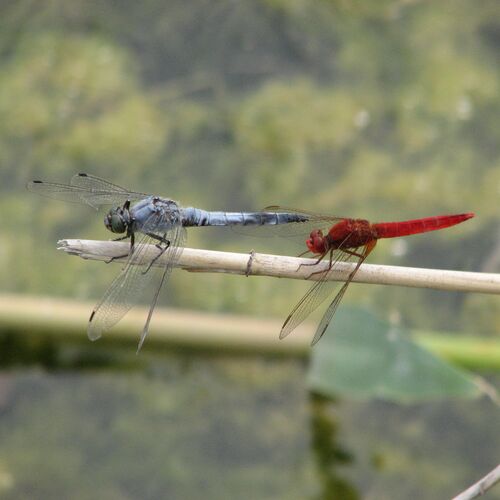 Photo #10945565