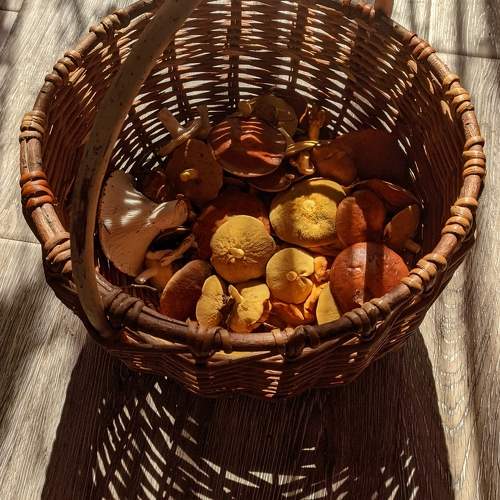 Photo #10945690