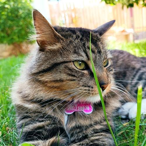 Photo #10946694