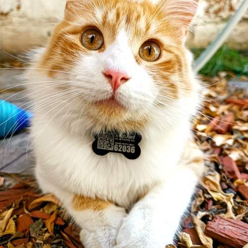 Photo #10946695