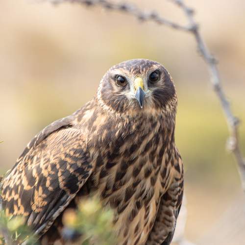 Mirada patagonica