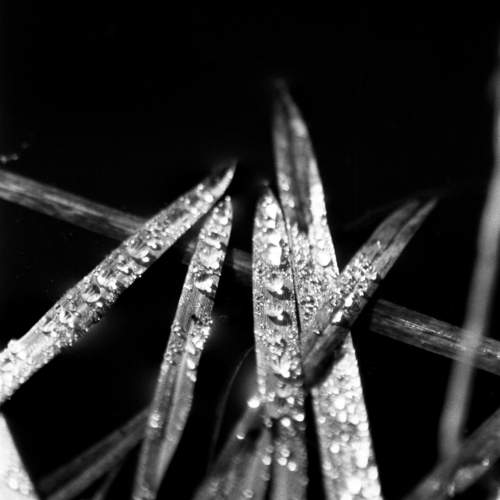 dew on grass leaf