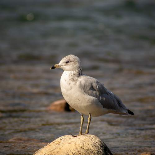 Delaware Gull's Watch