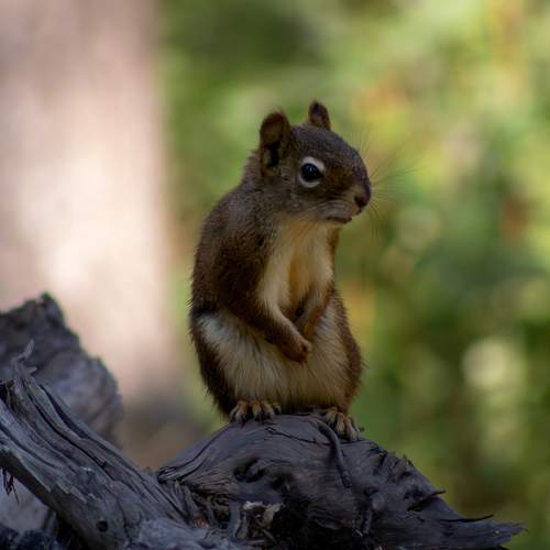 The Urgent Squirrel