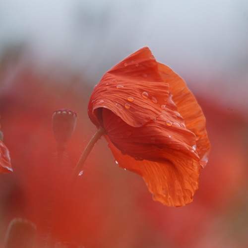 Photo #10949641