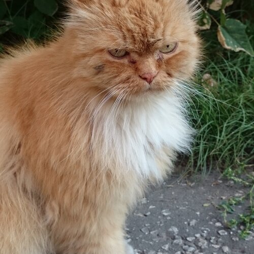 я -кот