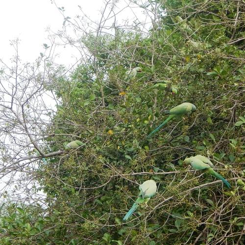The paradise of parrots
