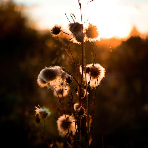 Photo #1097667