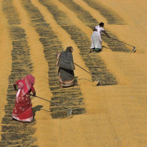 Paddy Processing