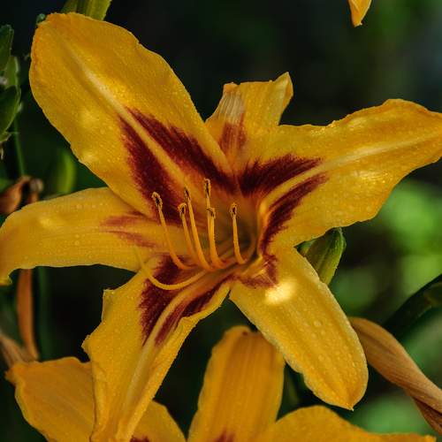 Photo #10950113