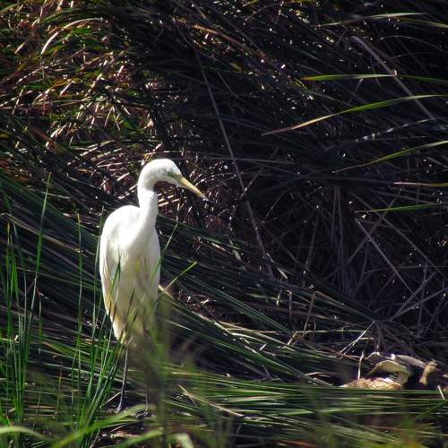 Photo #10950320