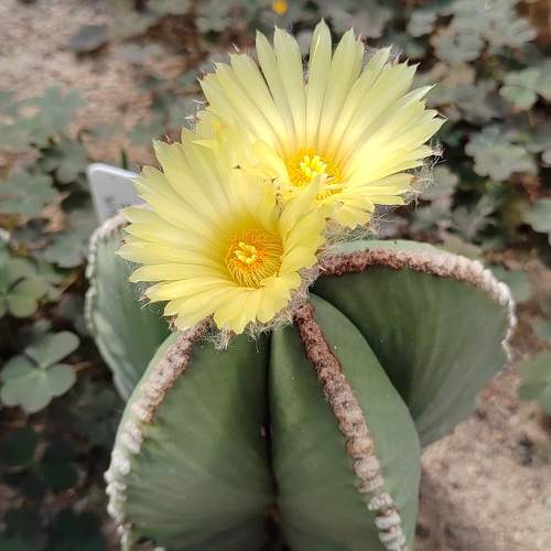 «fern flower»