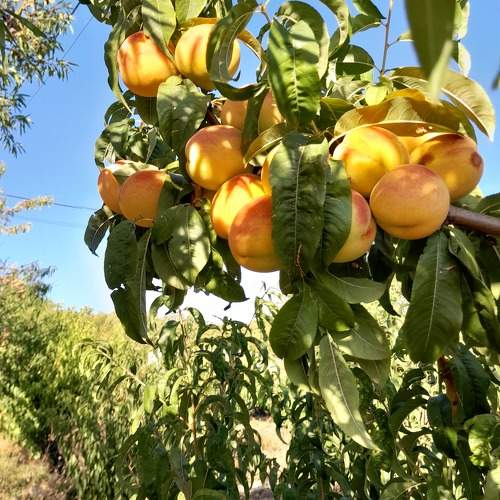 Photo #10952117