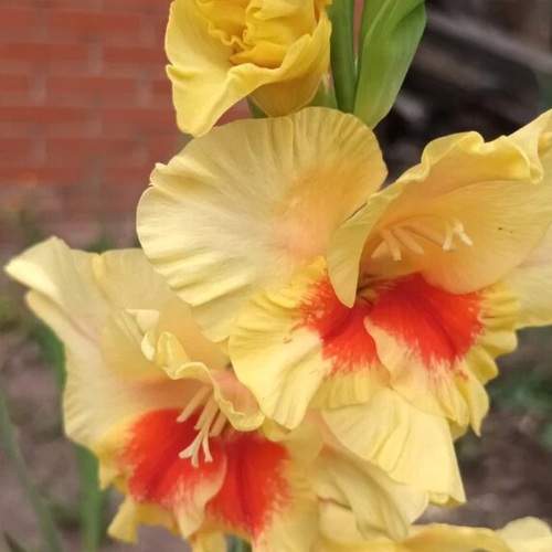 Photo #10954299