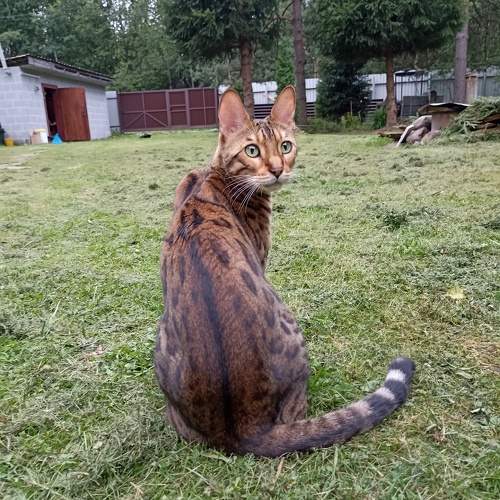 Photo #10955392