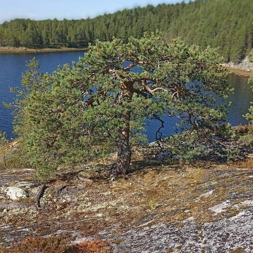 Photo #10955409